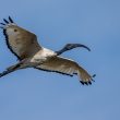 Ibis sacré en vol